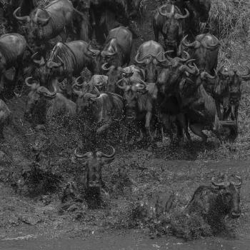 Rivier oversteek duizenden gnoes in de Serengeti