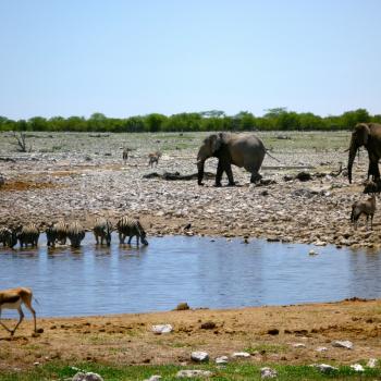Etosha National Park
