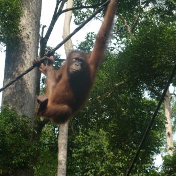 Jonge Orang-Oetans bij Sepilok