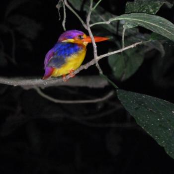 Vogel tijdens de avondtrek op Borneo