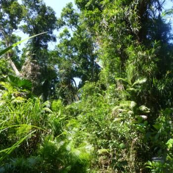 Regenwoud in Daintree National Park