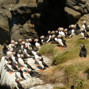 Papagaaiduikers op Drangey Island