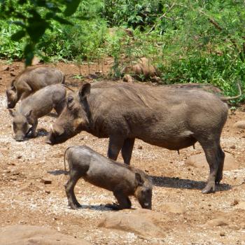 wilde dieren spotten vanaf je eigen terras
