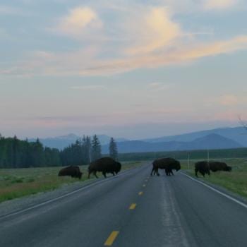 Overstekende bizons in Grand Teton