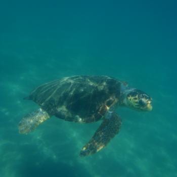 Garetta Garetta schildpad