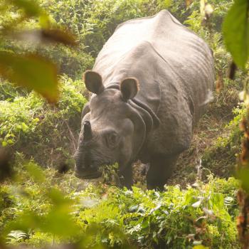 Wild in het national park