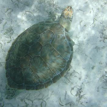 Snorkelen vanaf Caye Caulker!