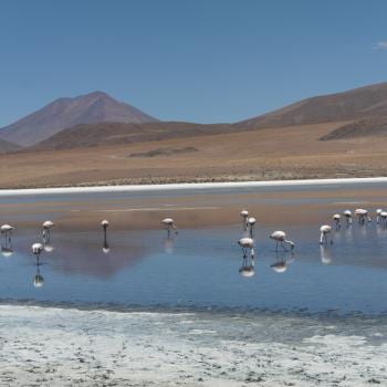 Flamingo's bij de lagune