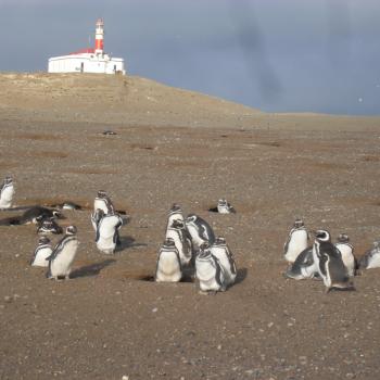 Isla Magdalena