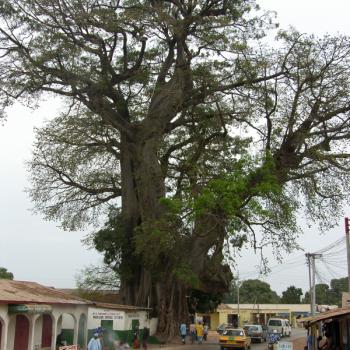 Baobab boom