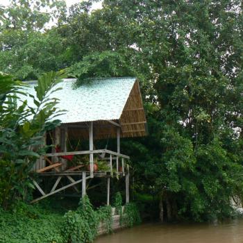 Jungle life rondom San Carlos