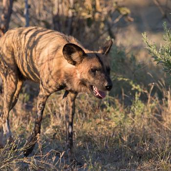 Wild dog op jacht