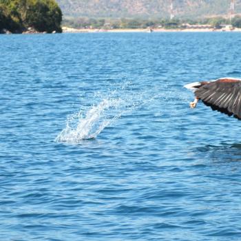 bij lake malawi