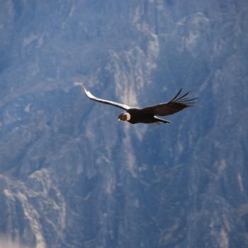 Concor in Colca Canyon