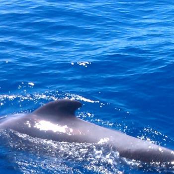 Excursie met de Flipper Uno