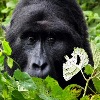 Op gorilla tracking in Bwindi!