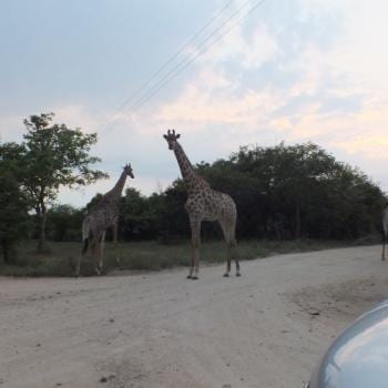 Giraffes naast ons huis