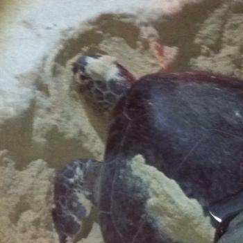 Turtle island