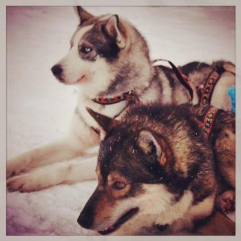 Prachtige Huskies ready voor een avontuur!
