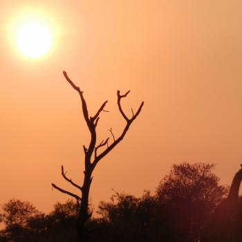 Kruger Park