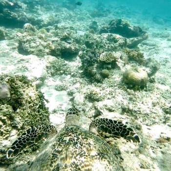 Gili Air wordt omgeven door schildpadden