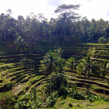 Rijstvelden bij Ubud