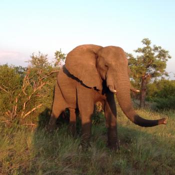 Krugerpark
