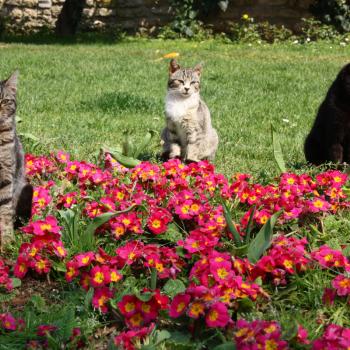 Poezels in de tuin van het Topkapi