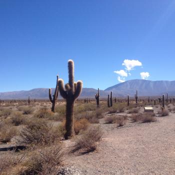 Parque National Los Cardones