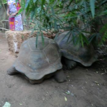 grote schildpadden