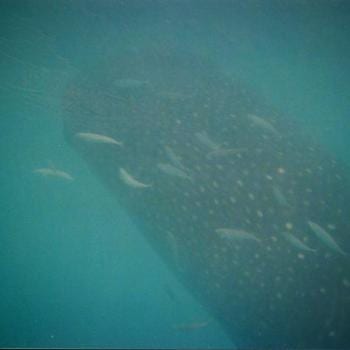 Zwemmen met walvishaaien vanaf Isla Mujeres