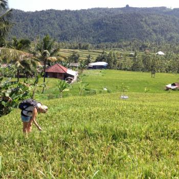 Rijstvelden op Bali