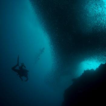 Sardine Run