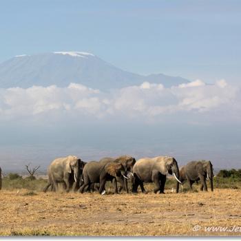 Amboseli