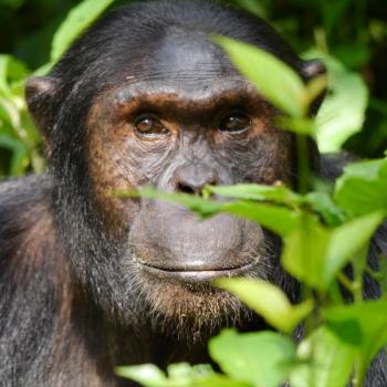 chimpansees in Kibale forest