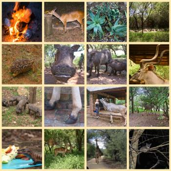Wildlife in Marloth Park