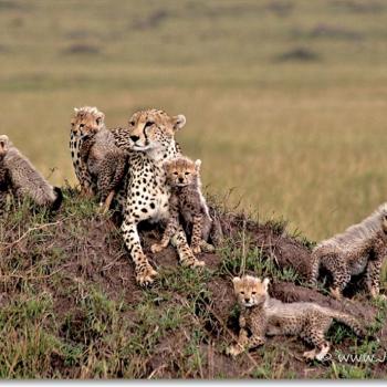 Masai Mara