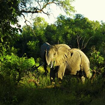 South Luangwa National Park 