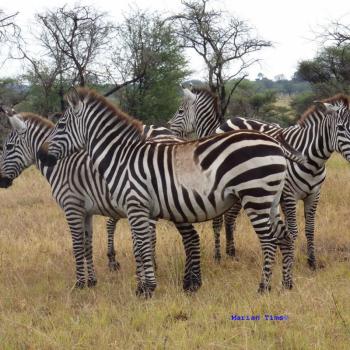 er loopt een zebra met een witte vlek 