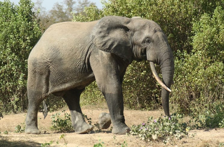 Mole National Park<