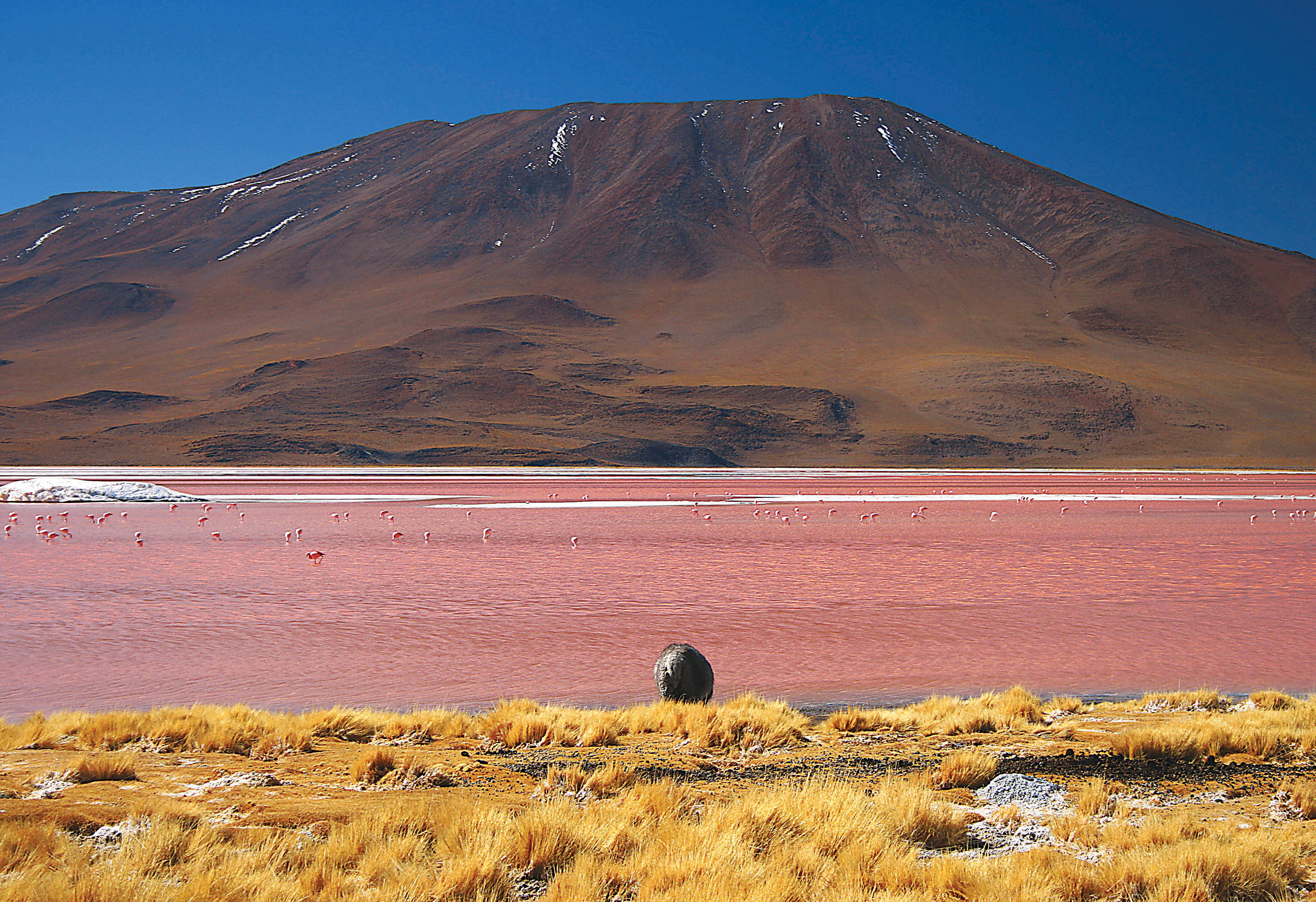Laguna_Colorada_2