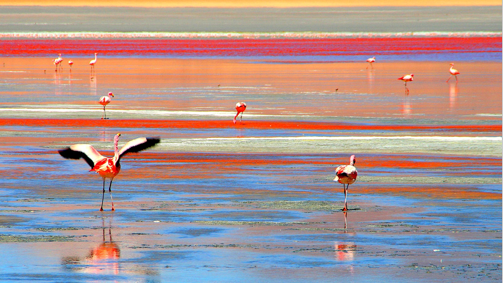 laguna_colorada_5