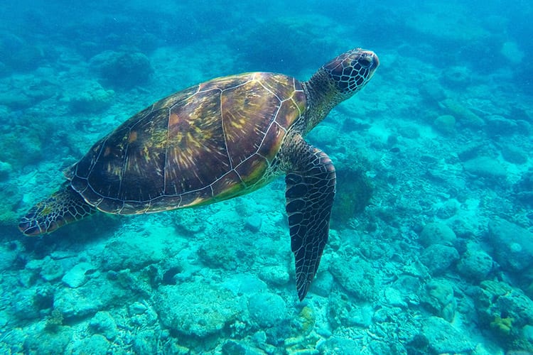 Apo Island