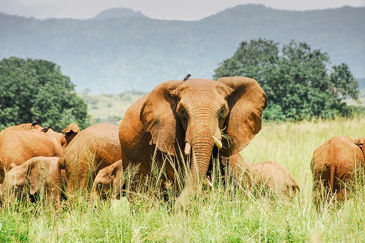 Kidepo Valley National Park (Oeganda)