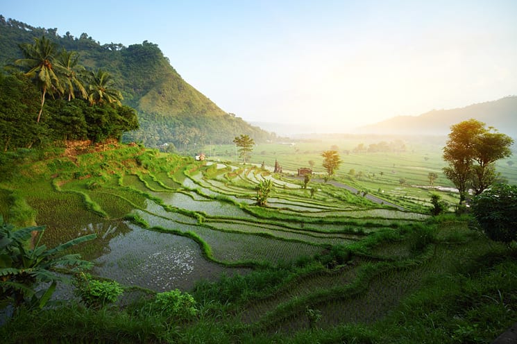 Rijstvelden bij Ubud
