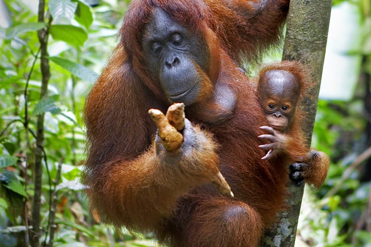 Borneo, Maleisië