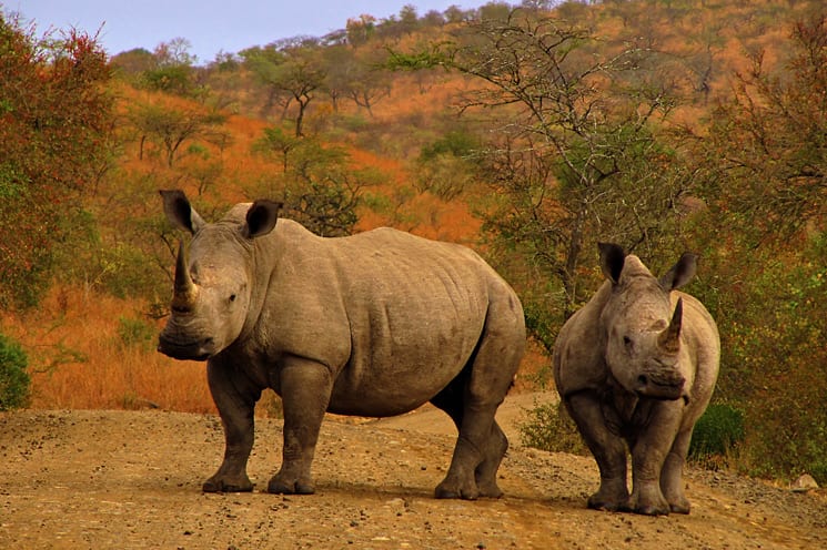 Hluhluwe-Imfolozi Park