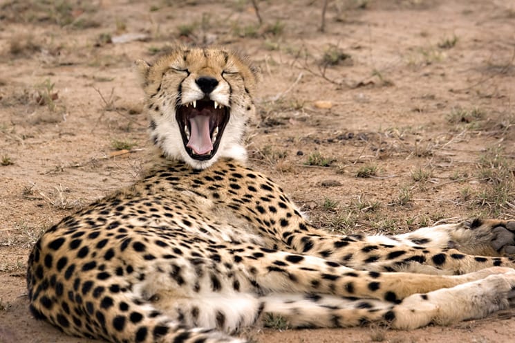 Thornybush Game Reserve