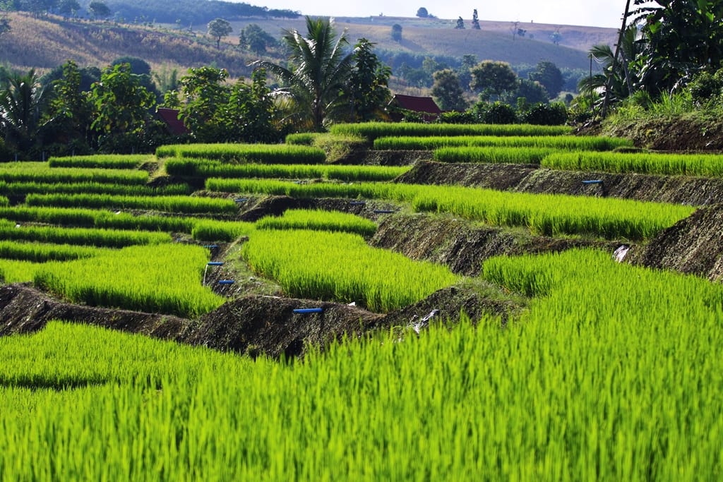 chiang mai