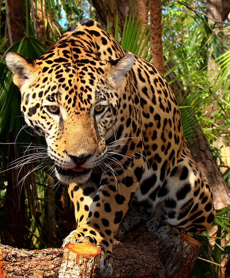 Braziliaanse Amazone